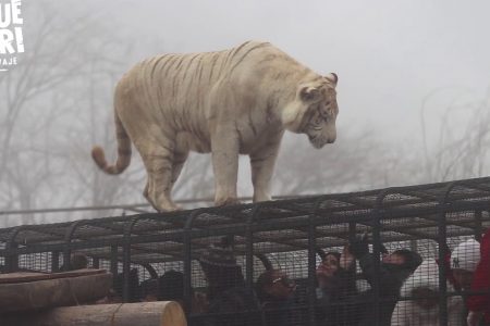 Tigre Mujer