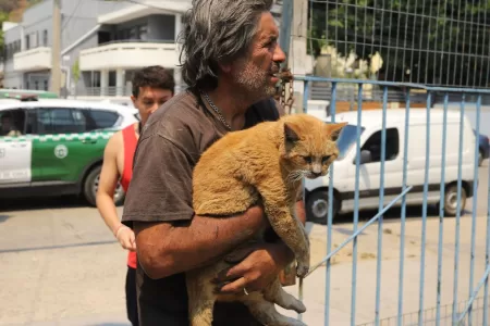 Gatitos Chilenos Incendios Forestales