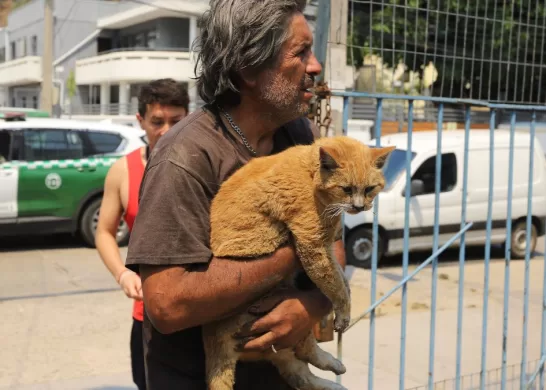 Gatitos Chilenos Incendios Forestales