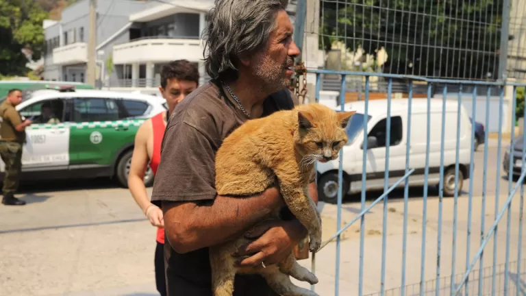 Gatitos Chilenos Incendios Forestales