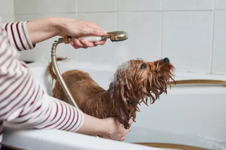 Con Qué Frecuencia Bañar A Los Perros