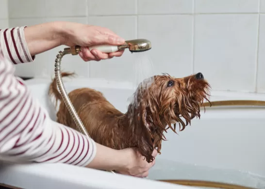 Con Qué Frecuencia Bañar A Los Perros