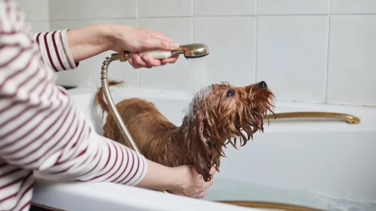 Con Qué Frecuencia Bañar A Los Perros