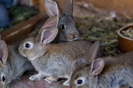 Conejos