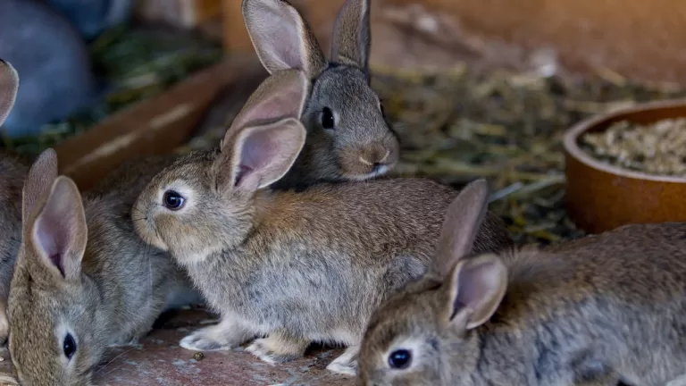 Conejos