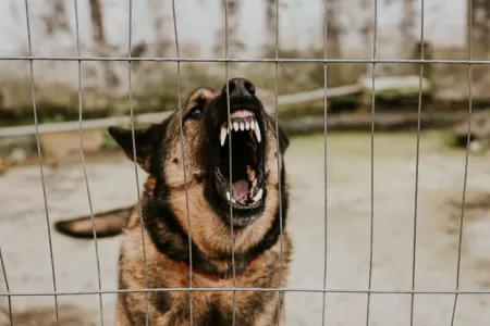 Perro Mata A Niña De Tres Años