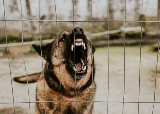 Perro Mata A Niña De Tres Años