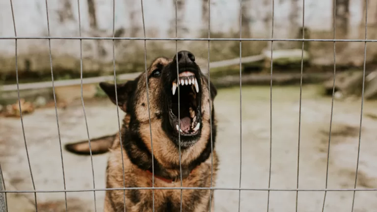 Perro Mata A Niña De Tres Años