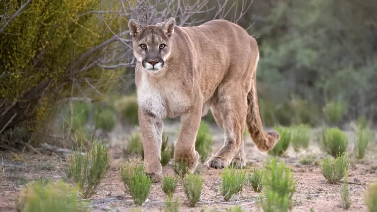 Pumas En Lo Barnechea